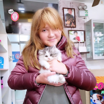 Gatos Angora - Ragdoll Lima Perú | Pet Vital Cats
