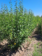 Viveros de ciruelos , Plantas de ciruelos , Venta de plantas de ciruelos , Venta de plantas de ciruelos en chile , Dagen en mariana , Dagen en atlas