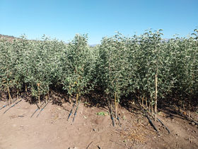 plantas de manzanos , viveros de manzanos , variedades de manzanos granny smith , royal gala , fuji