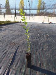 Plantas de Ciruelos , Viveros de ciruelos , Plantas de ciruelos , Venta de plantas de ciruelos , Venta de plantas de ciruelos en chile , Dagen en mariana , Dagen en atlas