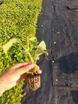 Plantas de Kiwis Viveros Teno