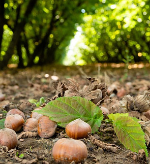 Plantasdeavellanos-viverosdeavellanos-viverosteno.jpg