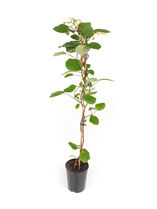 Plantas de Kiwis Viveros Teno