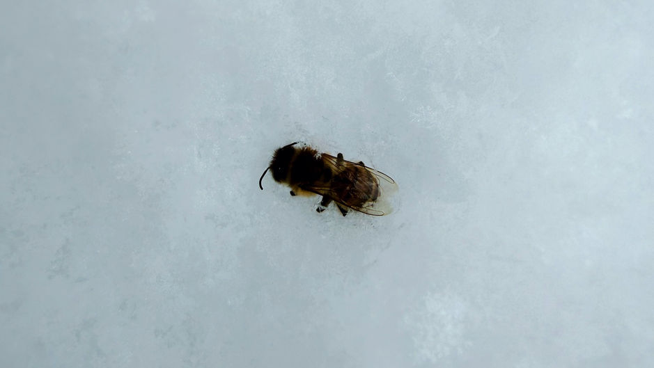 How Bees Fight Winter Sickness - Inner Workings of the Cluster