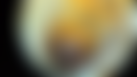 Inside the Honey Bee - Anatomy, Death, and Ethical Collection