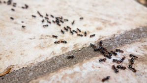LMBPC: Slab Ants...is it Summer Yet?!