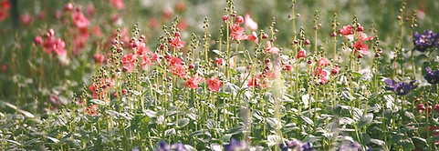 Flower Field _edited.jpg