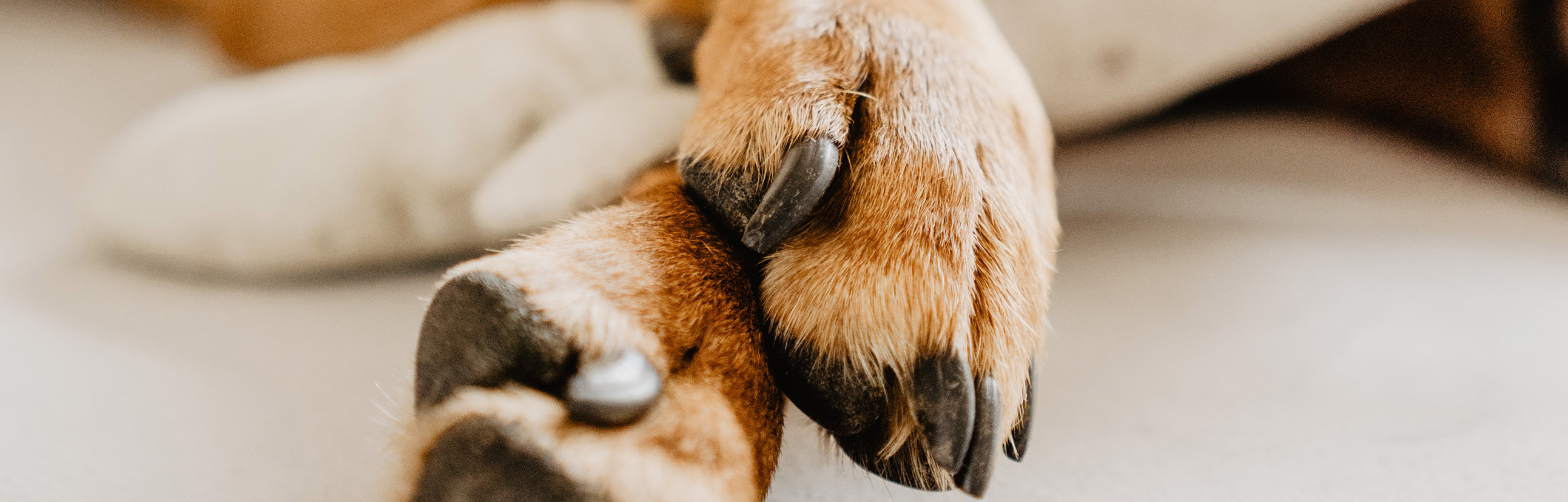 Cottonwood Veterinary Center Jenison Veterinary Center