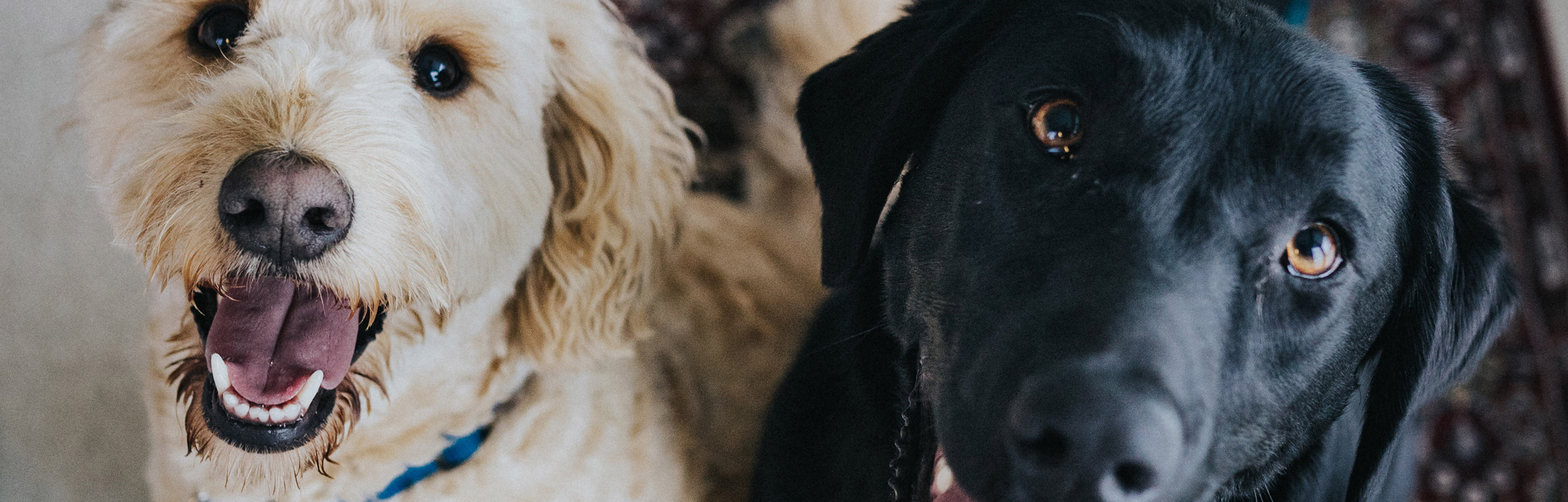 Cottonwood Veterinary Center Jenison Veterinary Center