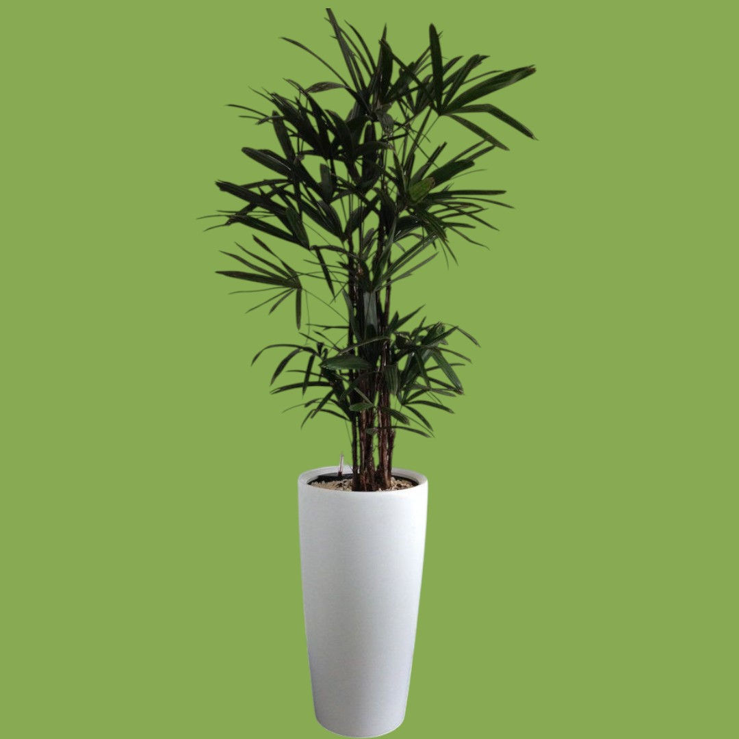 Very beautiful potted Lady Palm