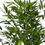 Thumbnail: Artificial Bambo Plant