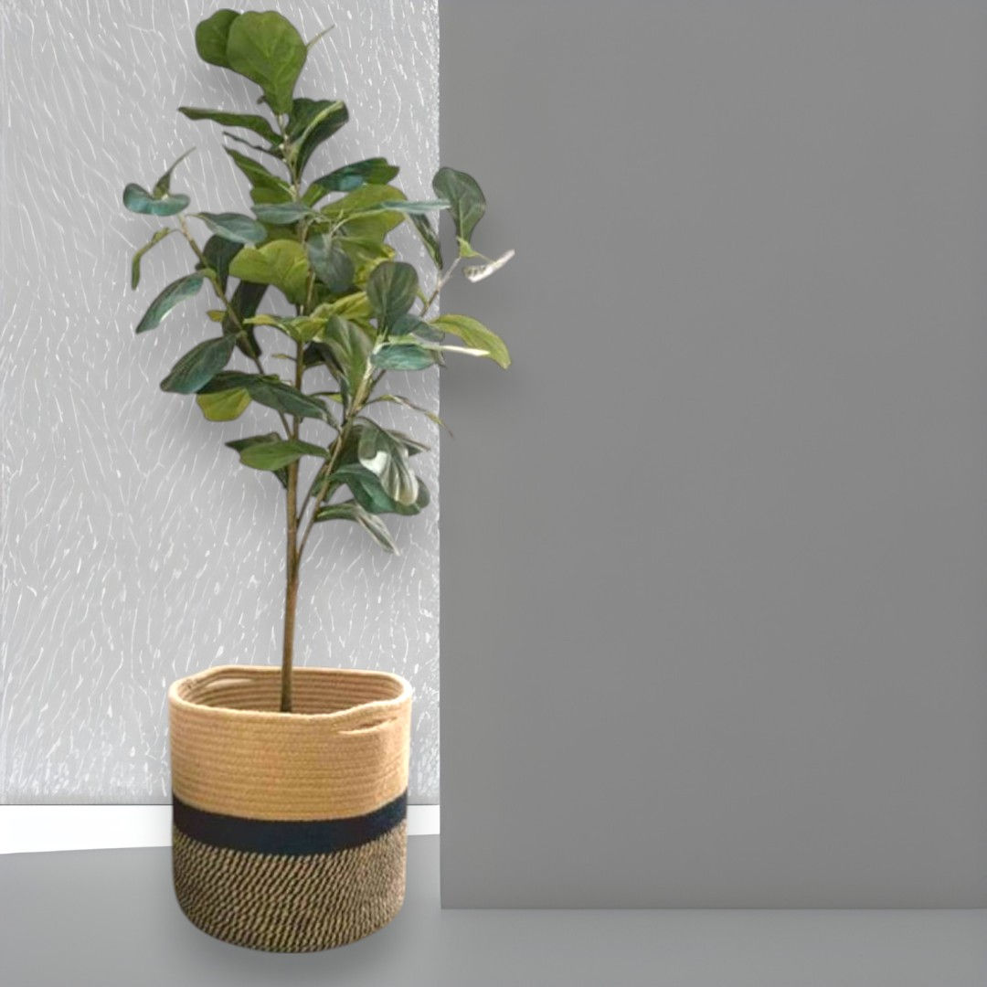 Fiddle Leaf Fig Plant – 120cm in Handwoven Basket