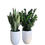 Thumbnail: Combo Of Snake And ZZ-Zamia Plant