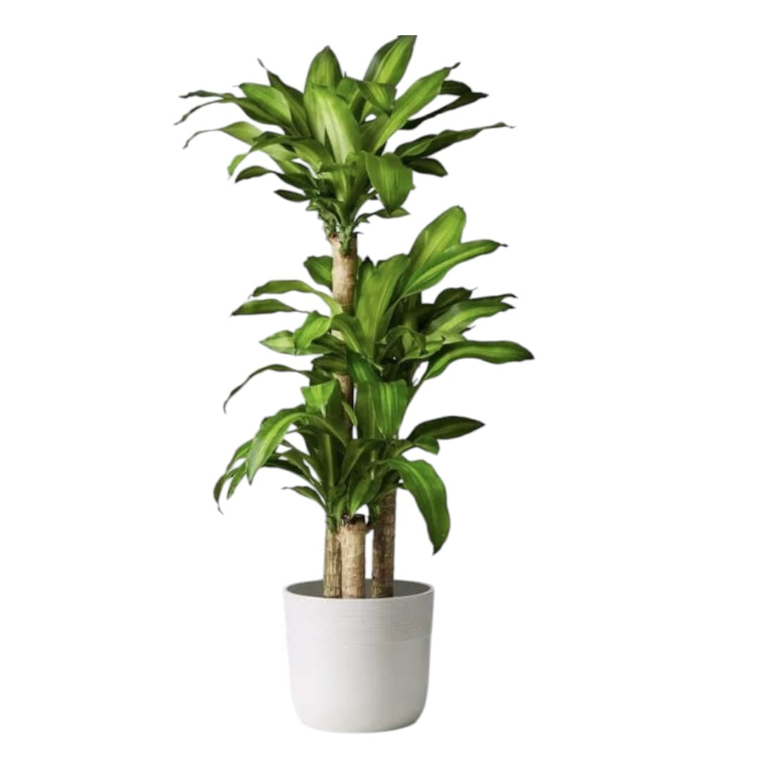 Dracaena Fragrans In Ceramic Pot