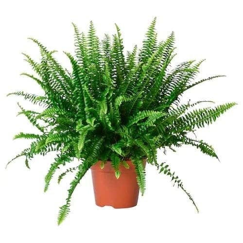 Thumbnail: Fern Plant