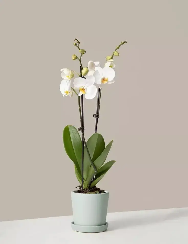 Two Stem White Fake Orchid