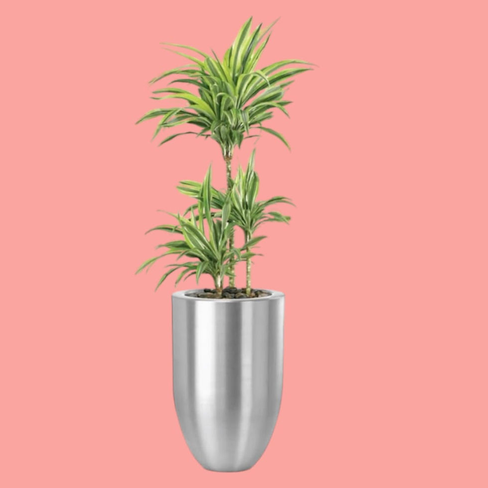 Thumbnail: Dracaena Warneckii In Silver Metal Pot