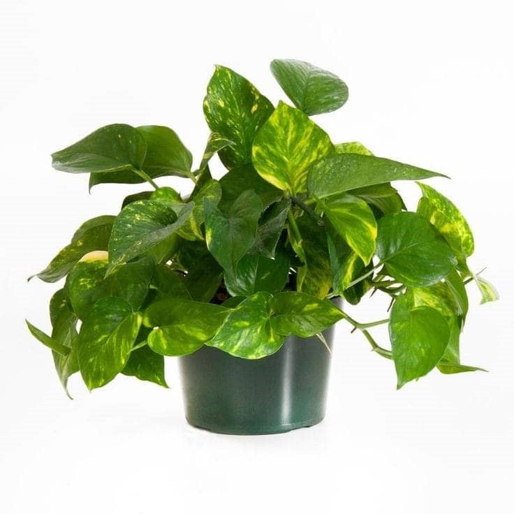 Money Plant