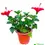 Thumbnail: Hibiscus Plant