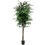 Thumbnail: Ficus !80 cm Big Plant