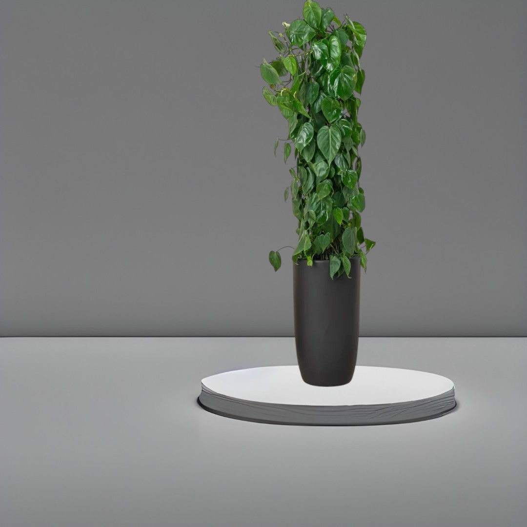 Philodendron Scandens
