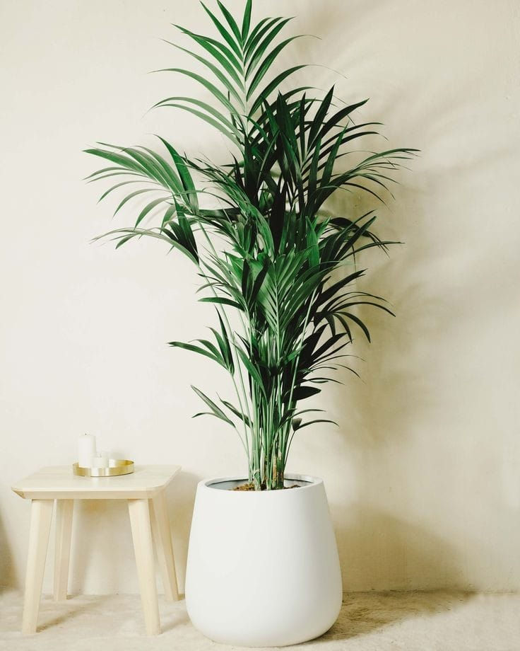 Kentia Palm In Fiber POt