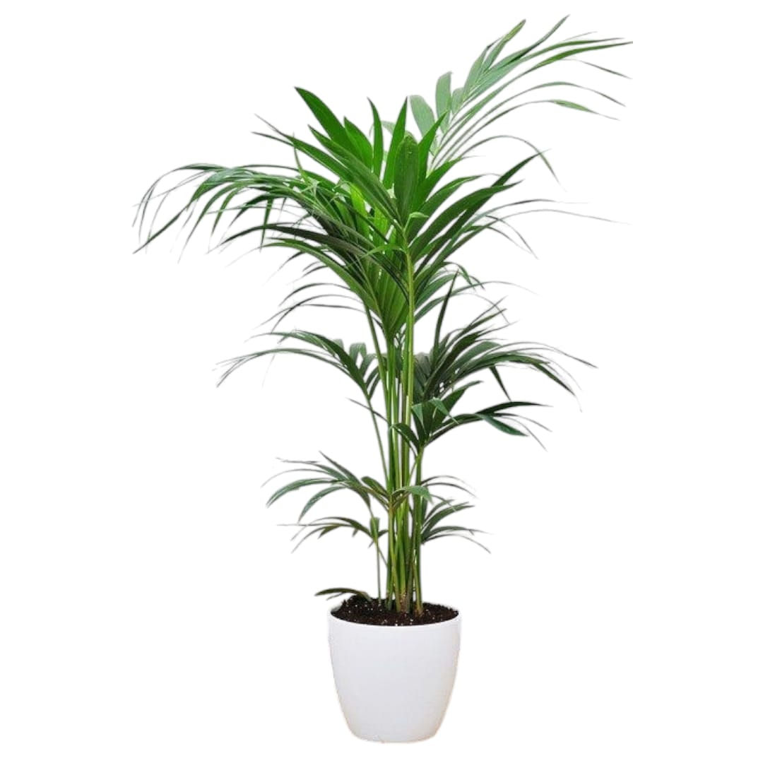 Kentia Palm In White Ceramic Pot