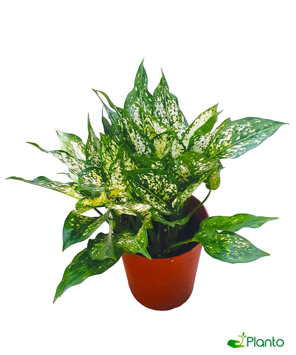 Chinese evergreen
