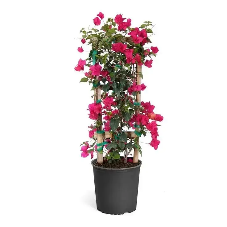 Bougainvillea 60cm-80cm with sticks
