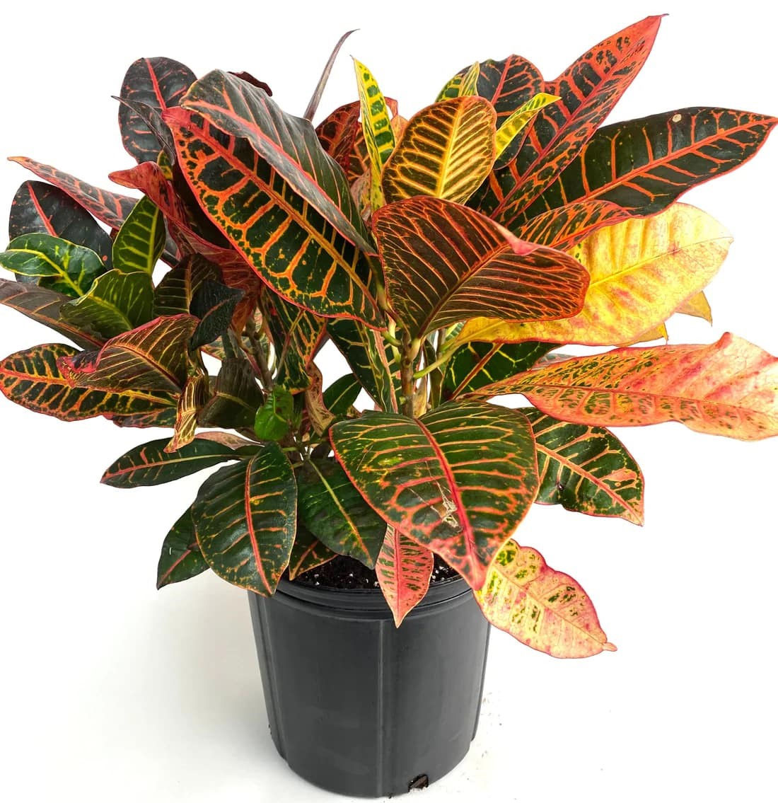 Croton Plant