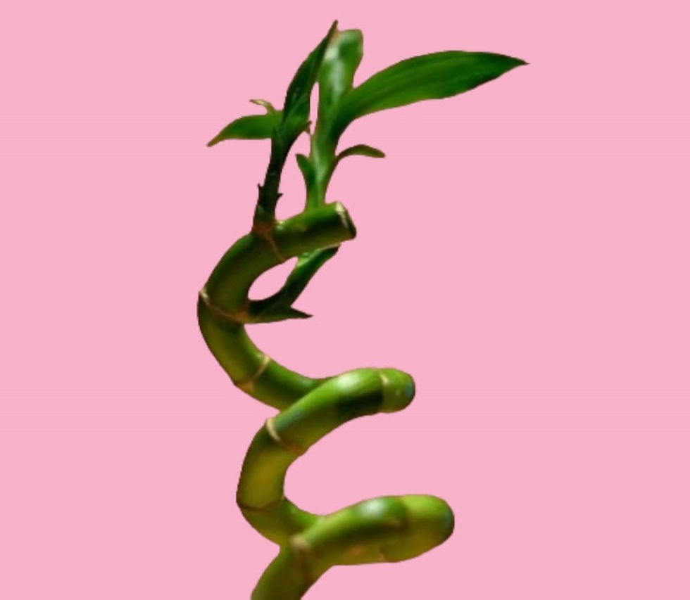 Thumbnail: Lucky Bamboo 3-Stems in Glass Container