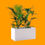 Thumbnail: Kentia Palm In White Fiber Box Planter