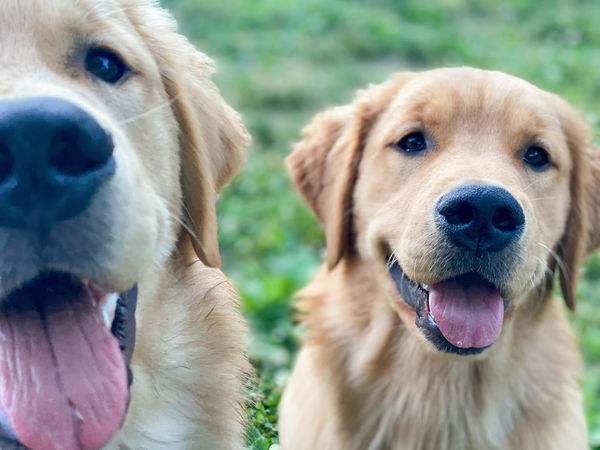 Platinum Goldens