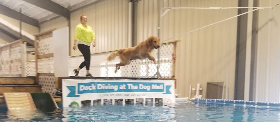 5 Best Golden Retriever Breeders in Massachusetts