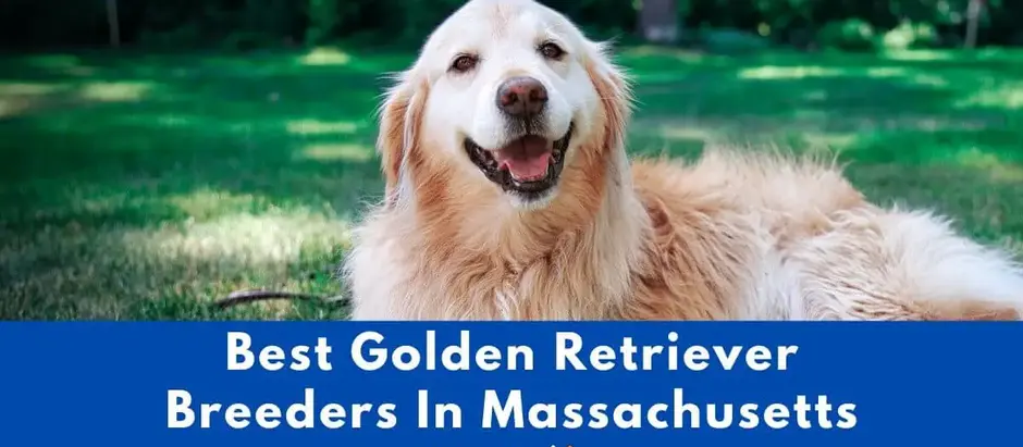 Top 4 Best Golden Retriever Breeders In Massachusetts