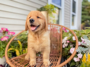 Golden Retriever Breeders in New England