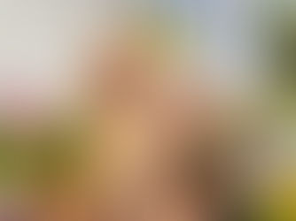 Golden Retriever Breeders in New England