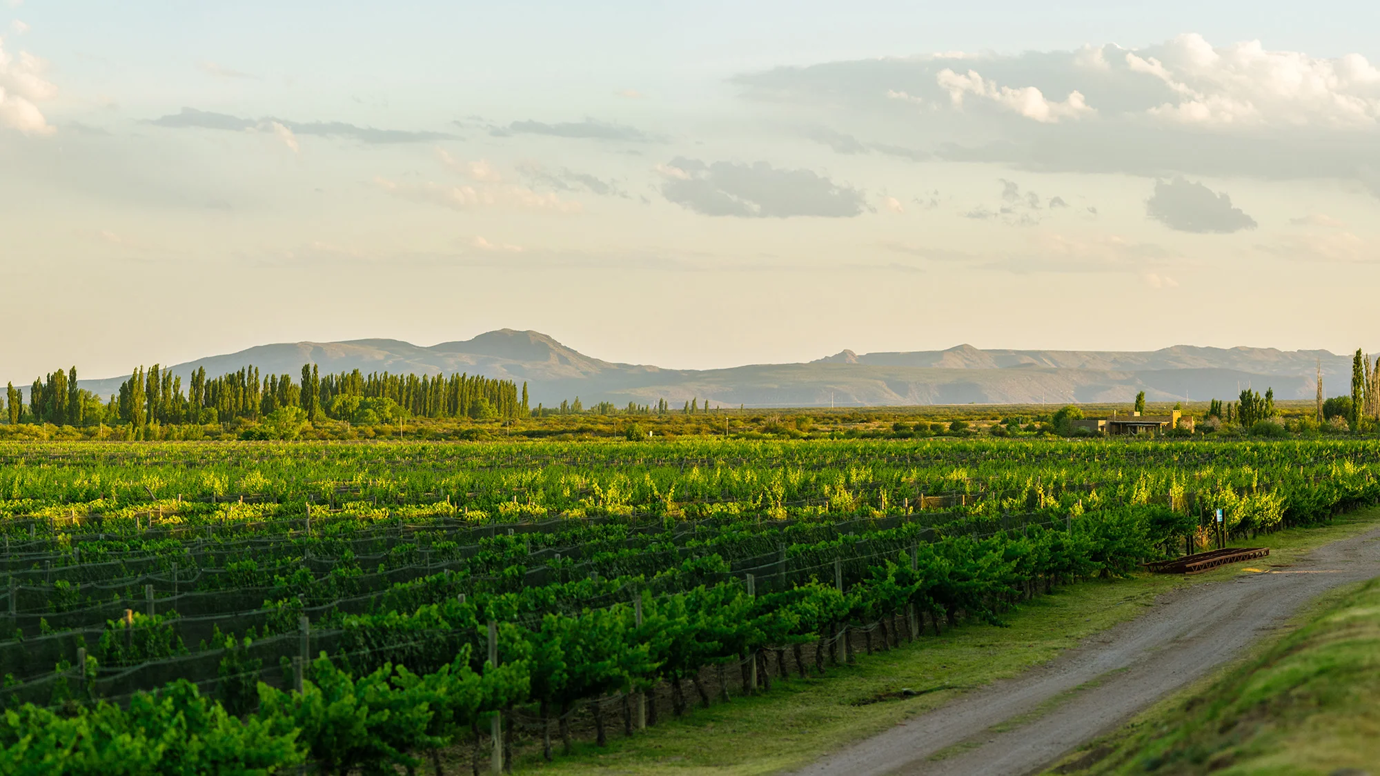 pf-1ff9314d--algodon-vineyards-16x9.jpg.webp