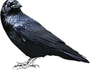 crow3 2.png