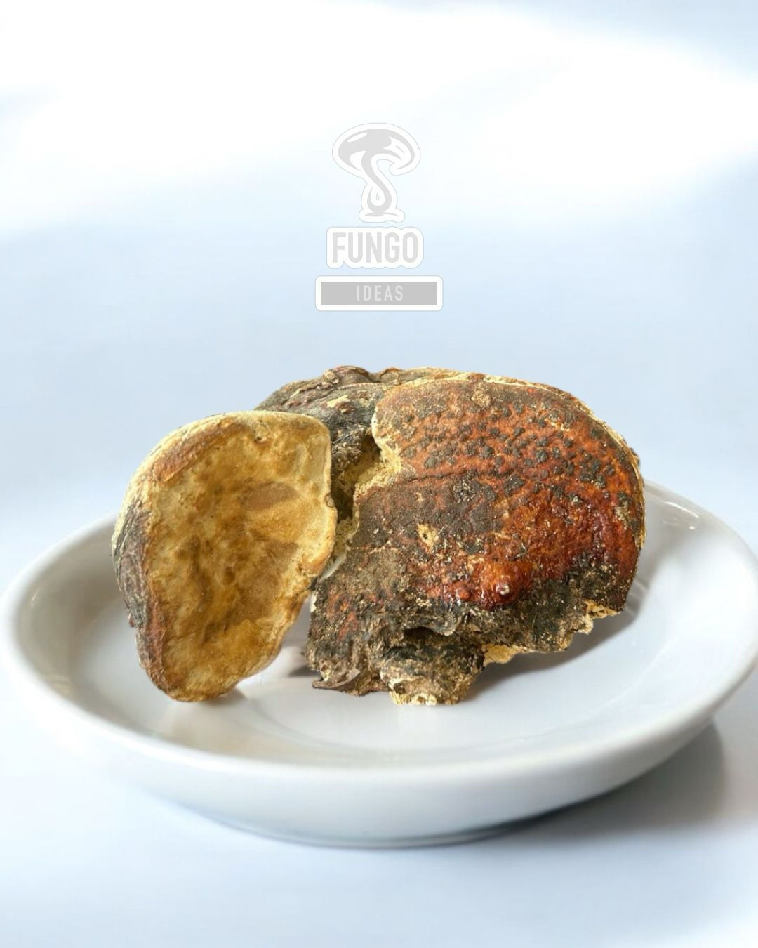 Ganoderma Seco Entero/Molido