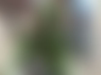 Taguatinga – Atendidos pela ABRAPEC participam de atividade de horta terapêutica.