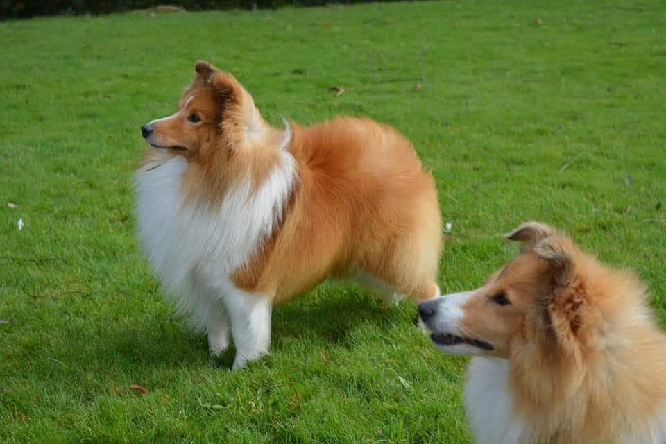 fearnach shelties
