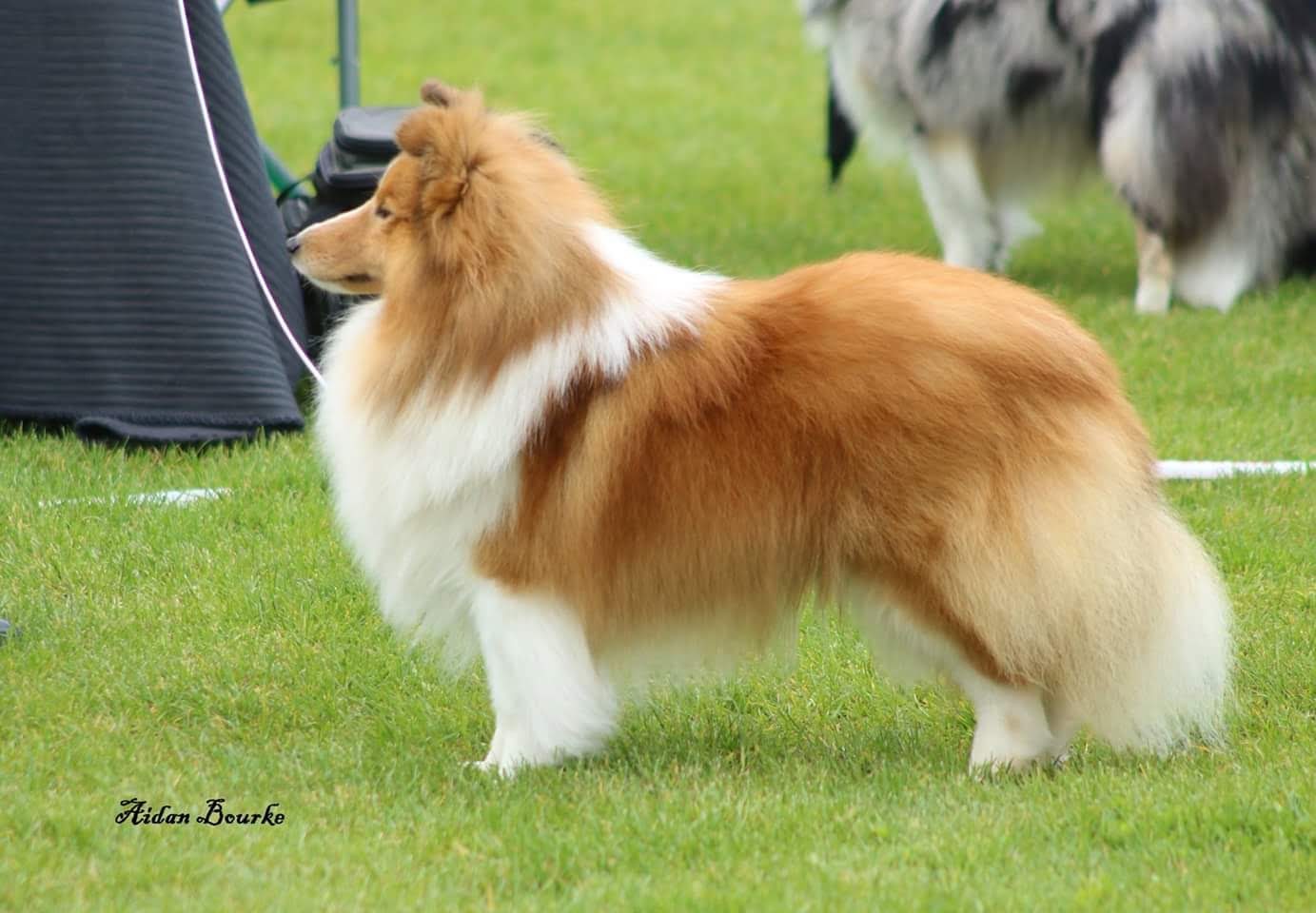 fearnach shelties