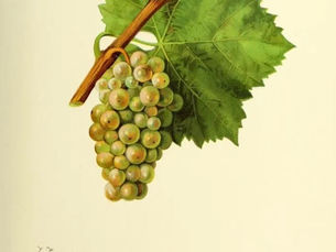 Découvrez pourquoi le Pinot Blanc mérite sa place en Champagne. Cépage oublié mais plein de finesse, il séduit par sa fraîcheur, sa rareté et son élégance. Une révolution discrète portée par des vignerons passionnés comme le Domaine Charles Gérard.