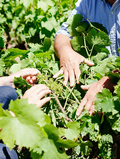 Travail de la vigne