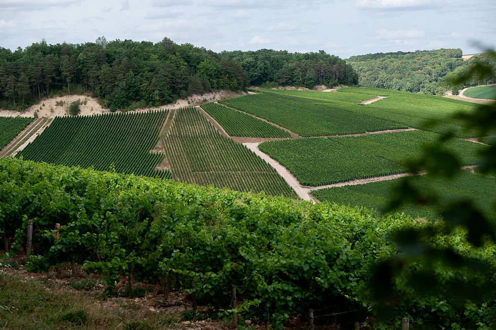Champagne : les coteaux de la Cote des Bar