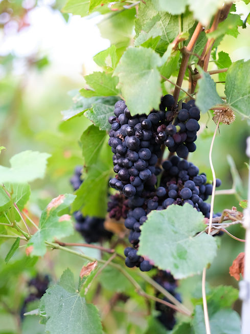 Grappe de raisin des vignes Romain Billette