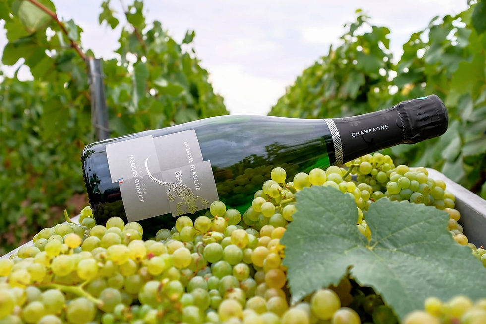 Champagne Jacques Chaput La Dame Blanche sur du raisin Chardonnay, au milieu des vignes