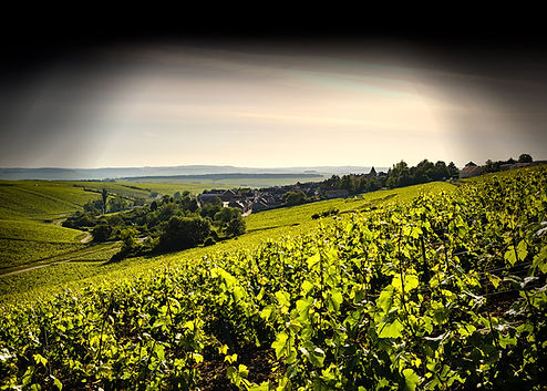 Vue sur le Domaine Martin depuis les vignes