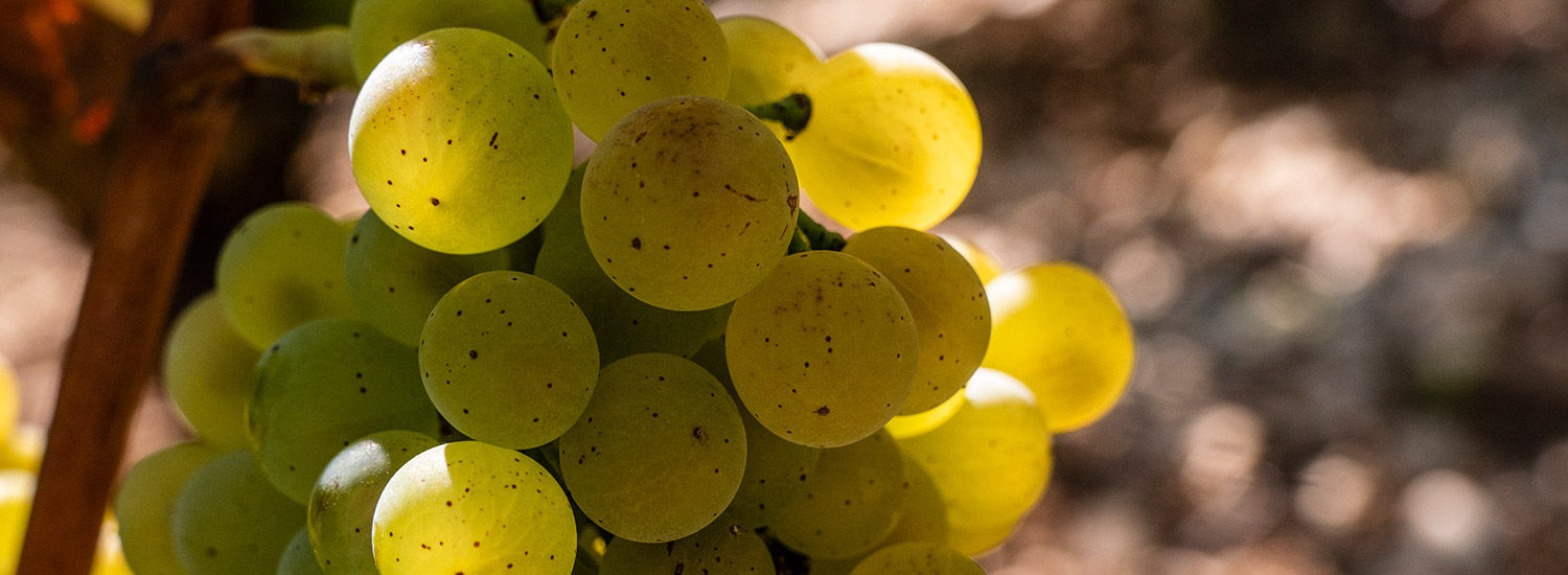 Chardonnay_raisins.jpg